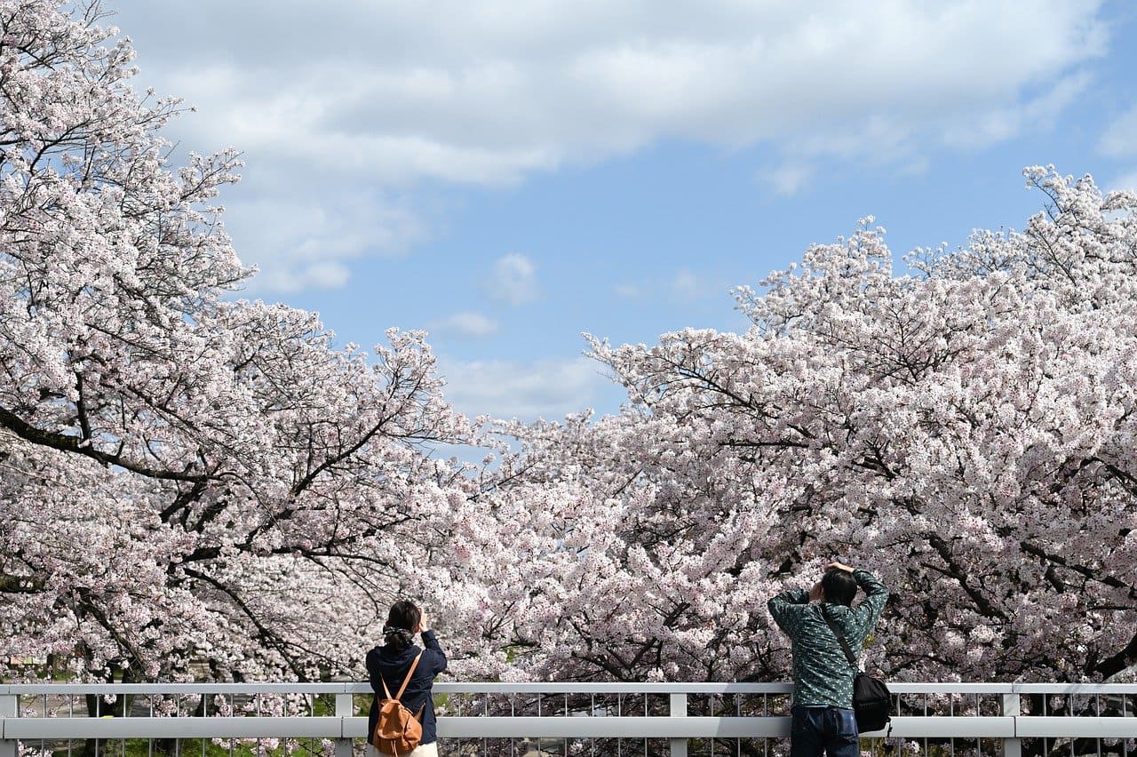 埼玉の桜並木